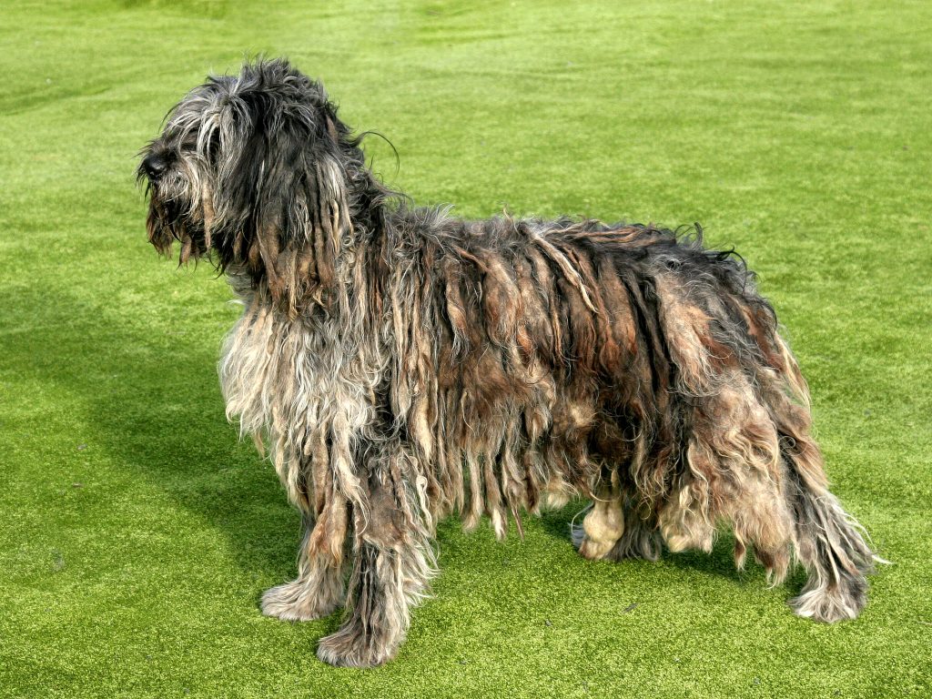 Bergamasco Shepherd Dog Clean air is beneficial for one's health