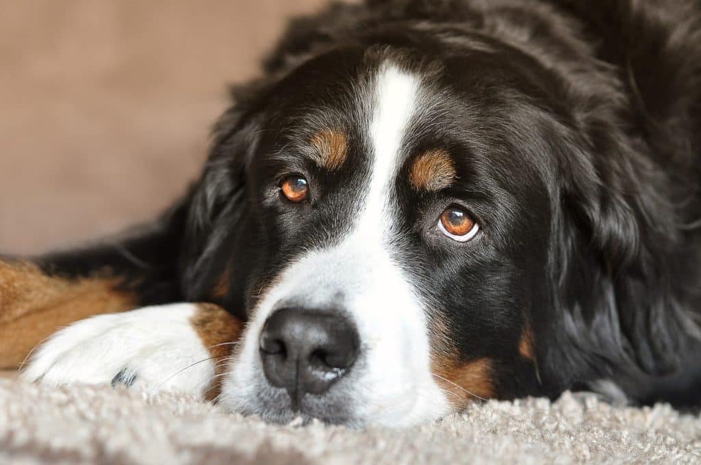 Suitability as a Pet for Children Bernese Mountain Dog