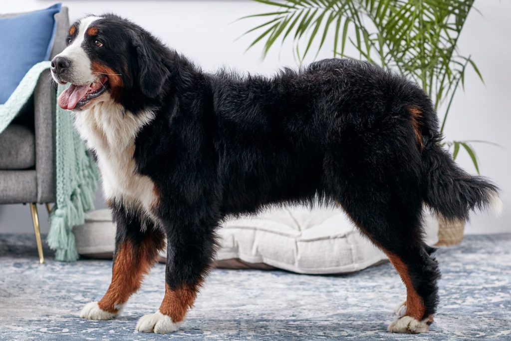 Openness to Strangers Bernese Mountain Dog