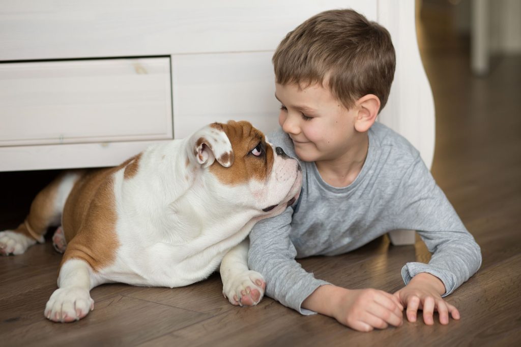 Bulldog Dog At ease around children