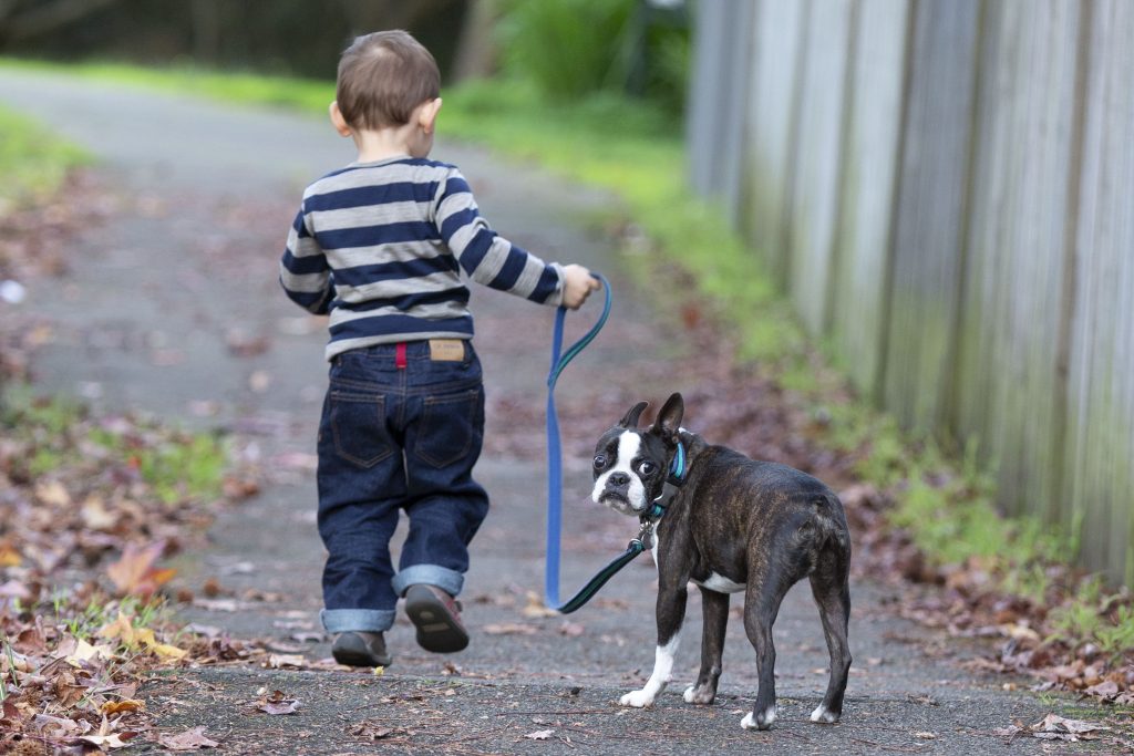 Boston Terrier Dog At ease around children