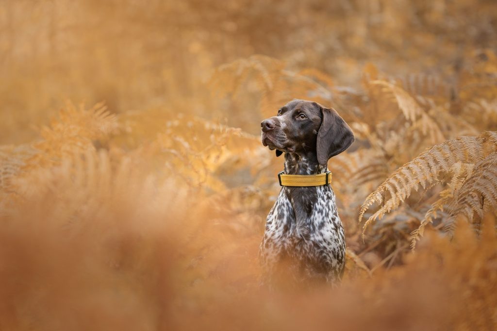 BYPC Dog Photographer in Northern Ireland