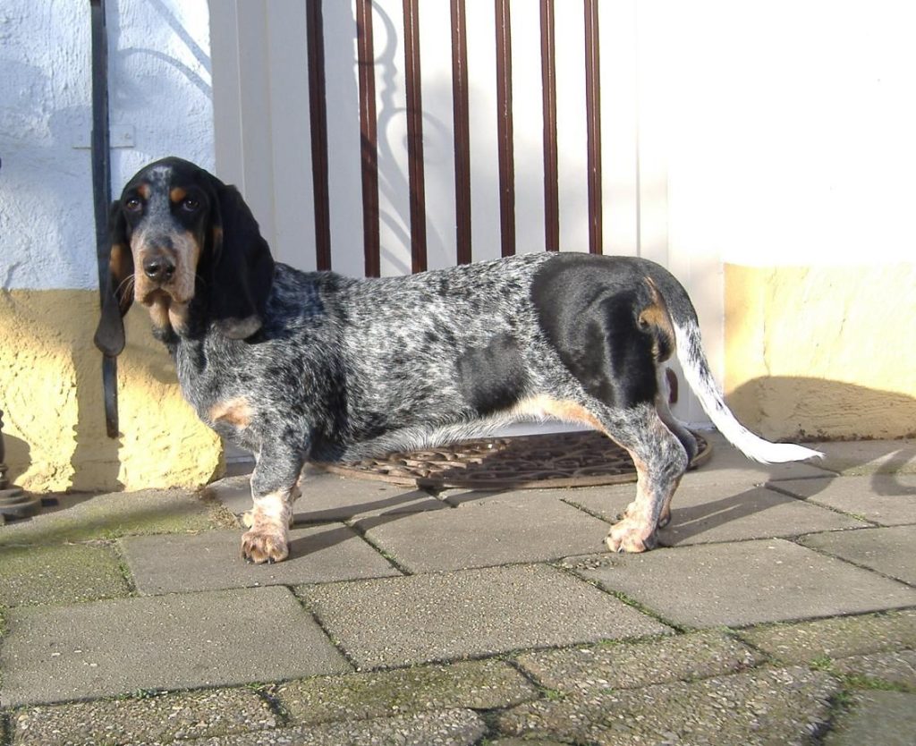 Basset Bleu de Gascogne Dog Compatibility with a Household Having Multiple Pets