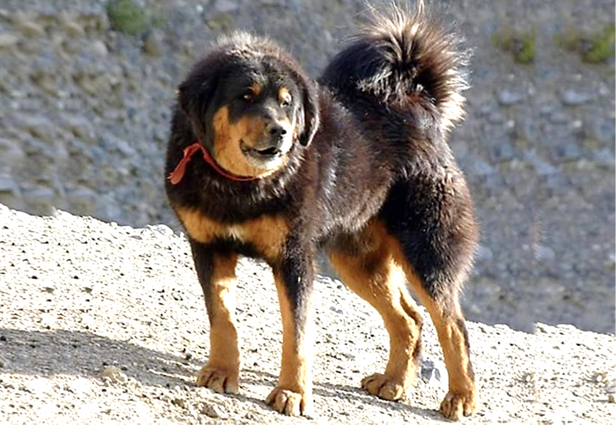 Himalayan Sheepdog Dog Breed Information