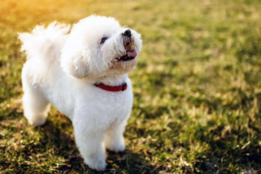 Bichon Frise Dog Breathing in fresh air contributes to overall well-being