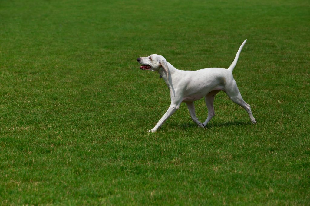 Billy Dog running exercise