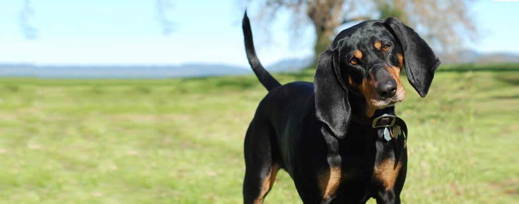 Black and Tan Coonhound Dog Breathing in fresh air contributes to overall well-being