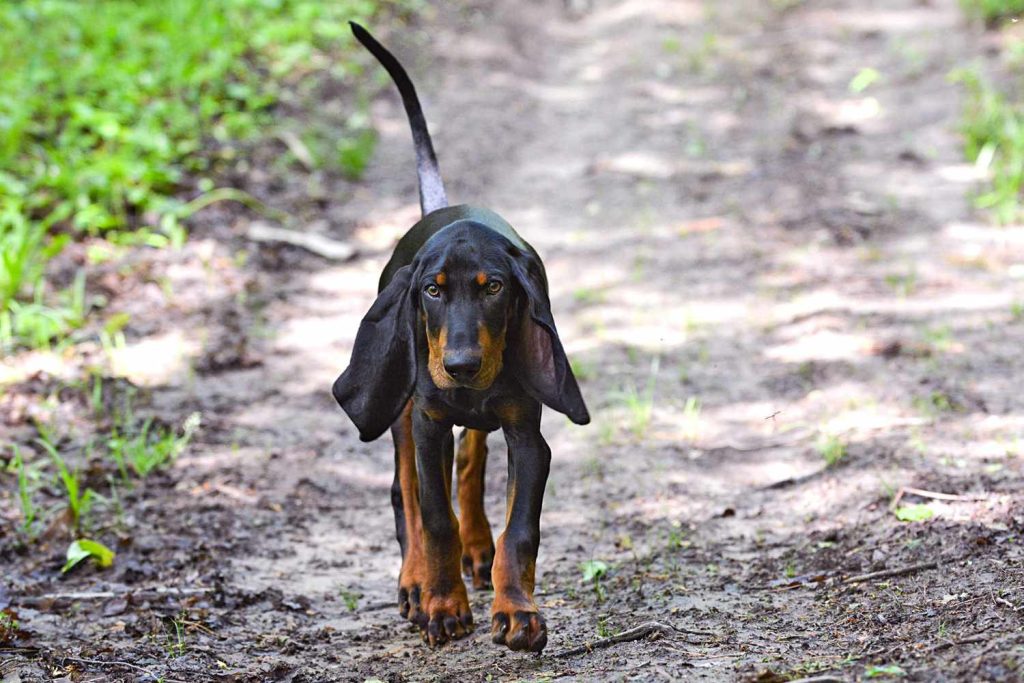 Black and Tan Coonhound Dog walk exercise