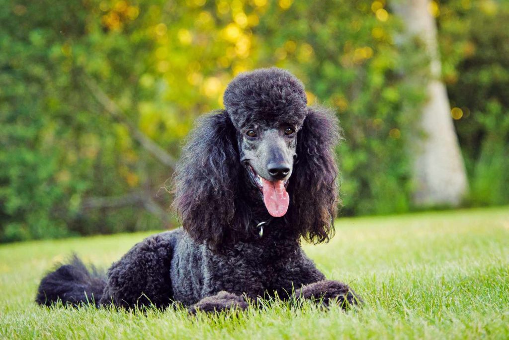 Poodle (Standard) Dog ready for training