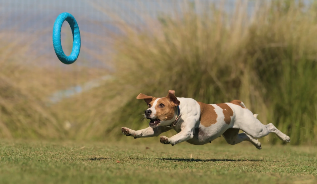 Danish-Swedish Farmdog Dog cross ring training