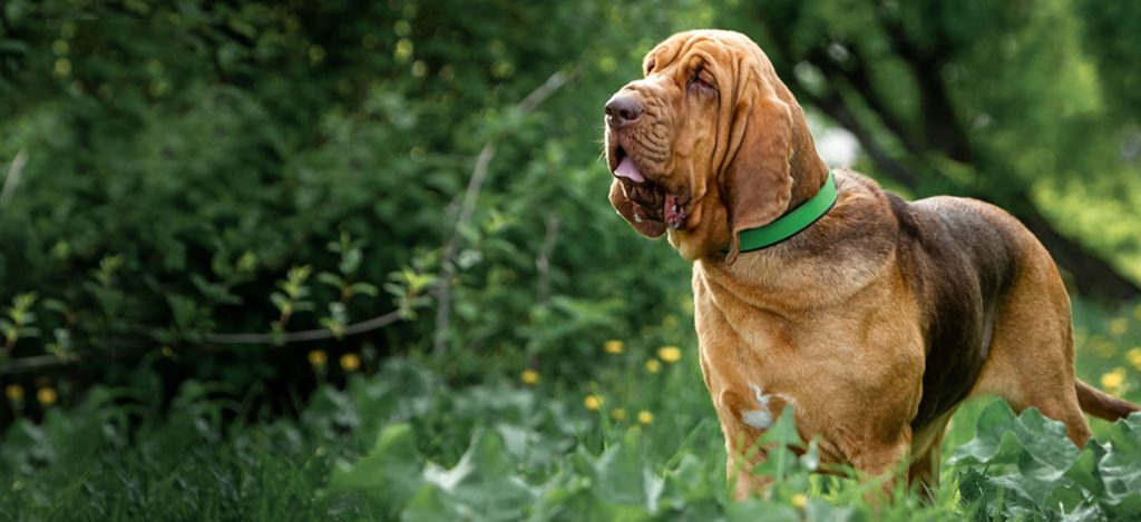 Bloodhound Dog Clean air is beneficial for one's health