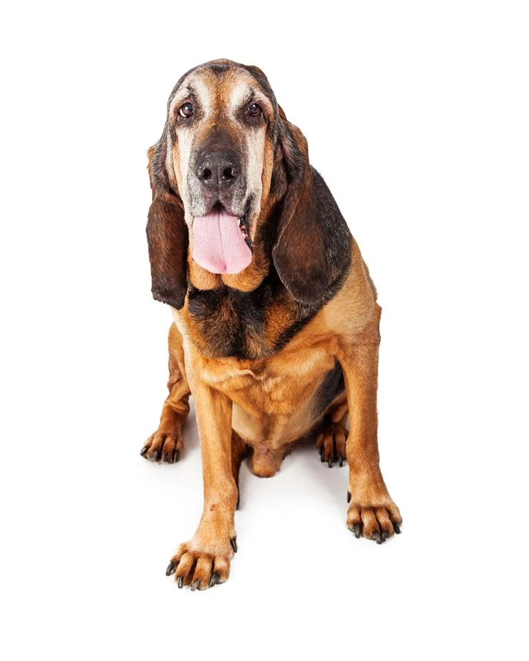 are bloodhounds easy to train