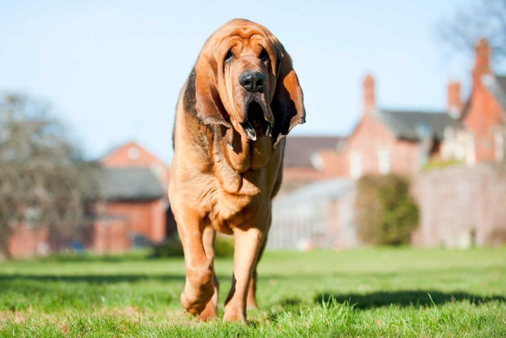Bloodhound Dog walk exercise 