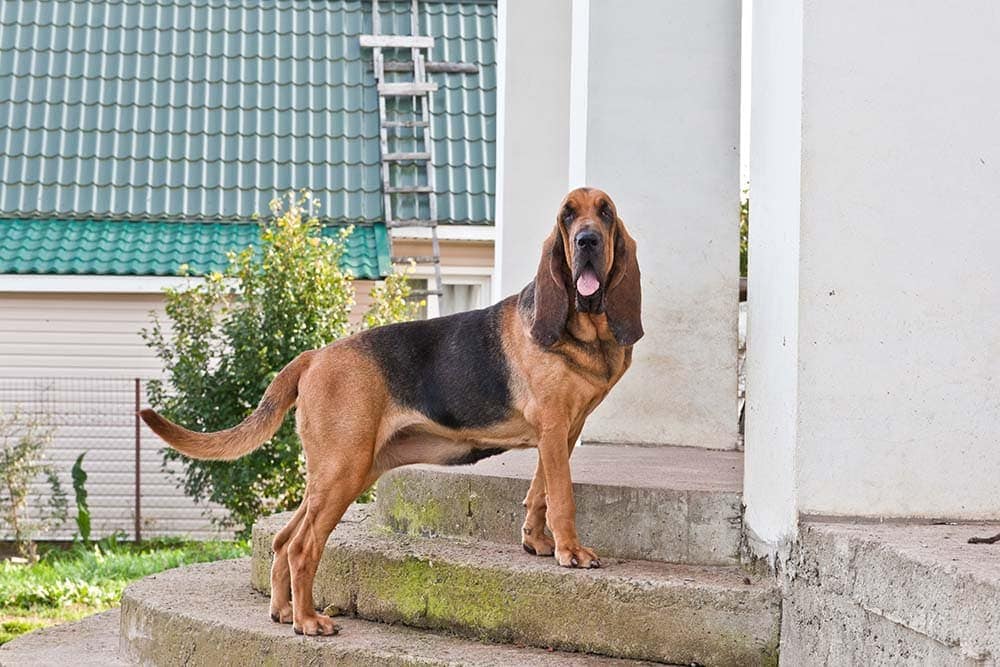 Suitability for a Multi-Pet Family Bloodhound Dog