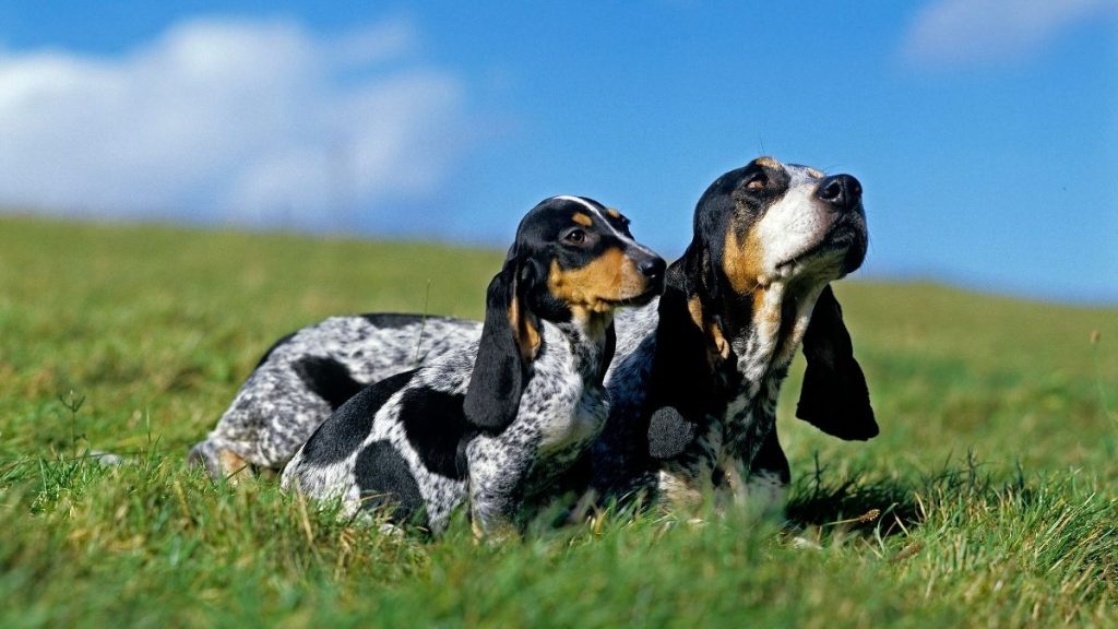 Basset Bleu de Gascogne Dog Breathing in fresh air contributes to overall well-being