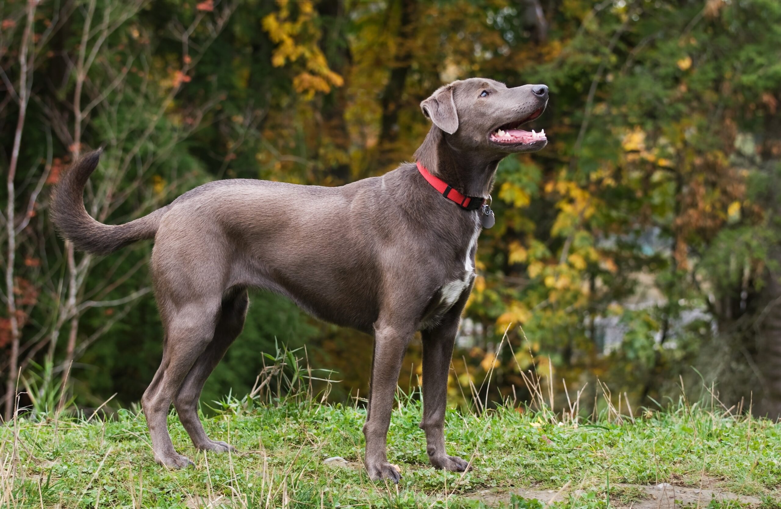 Blue Lacy Dog Breed Information