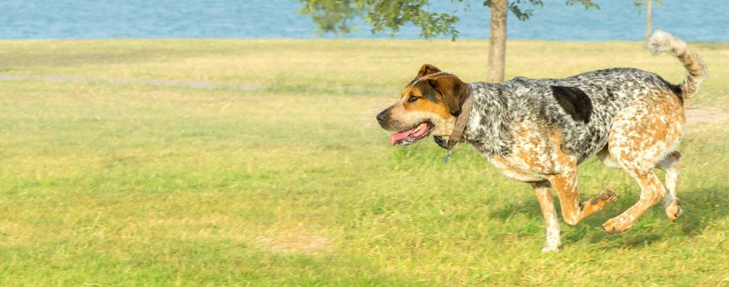 Bluetick Coonhound Dog running exercise