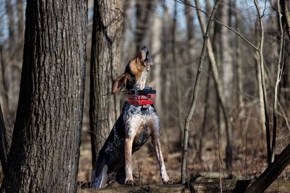 Size and Breed Category Bluetick Coonhound Dog