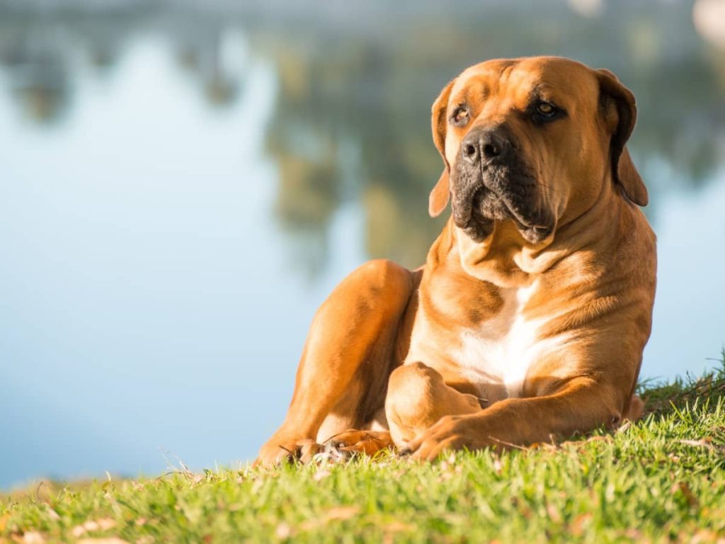 Boerboel Dog Breathing in fresh air contributes to overall well-being