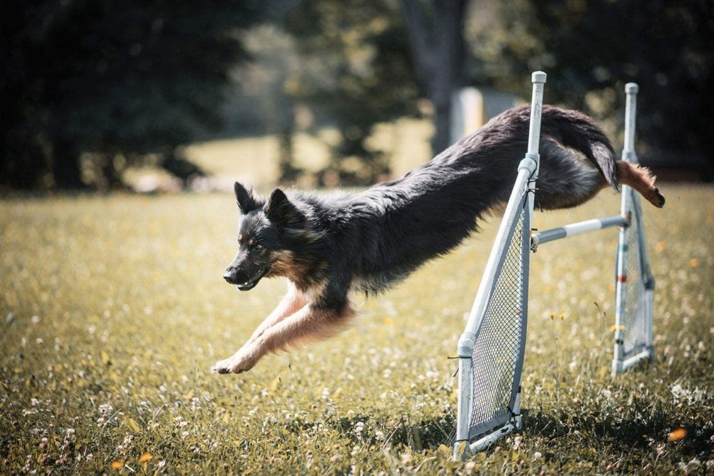 Bohemian Shepherd Dog Ready for the training session