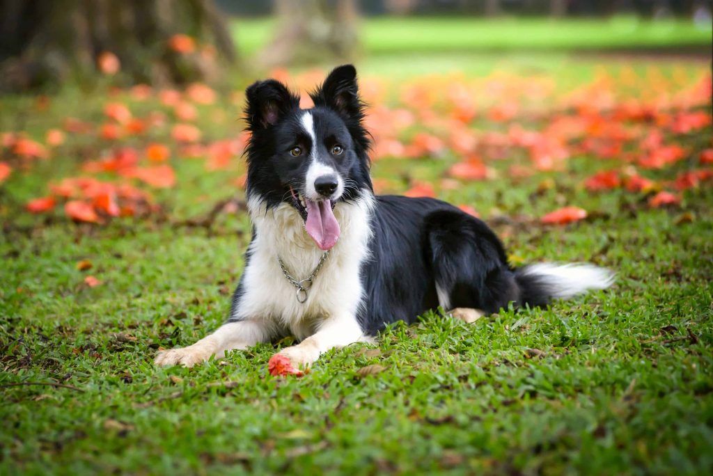 Border Collie Dog Breathing in fresh air contributes to overall well-being
