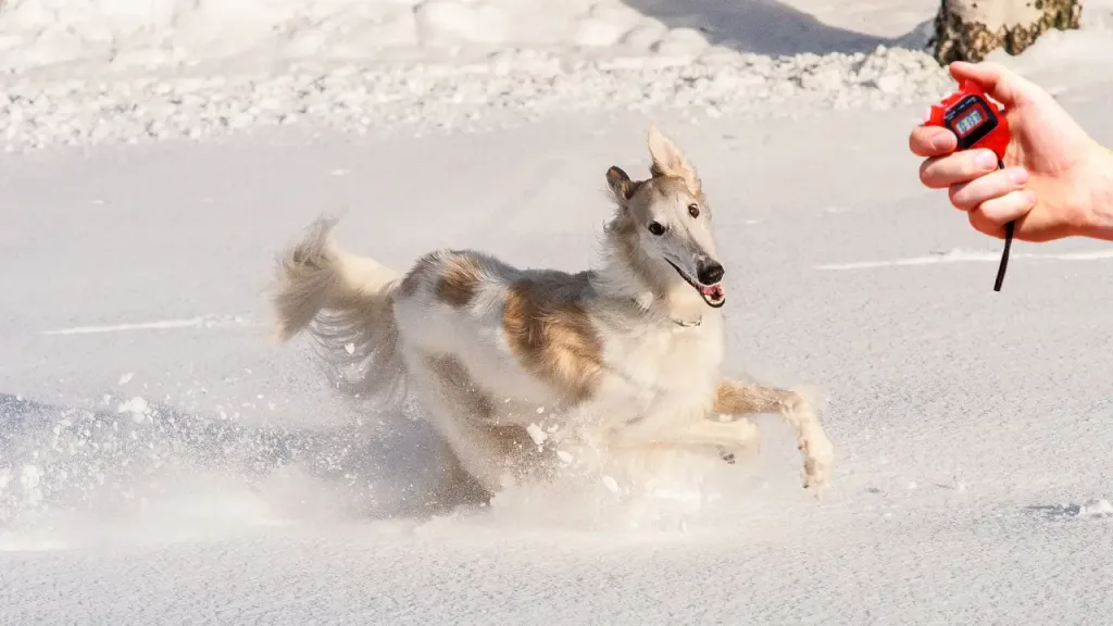 Borzoi Dog running training speed