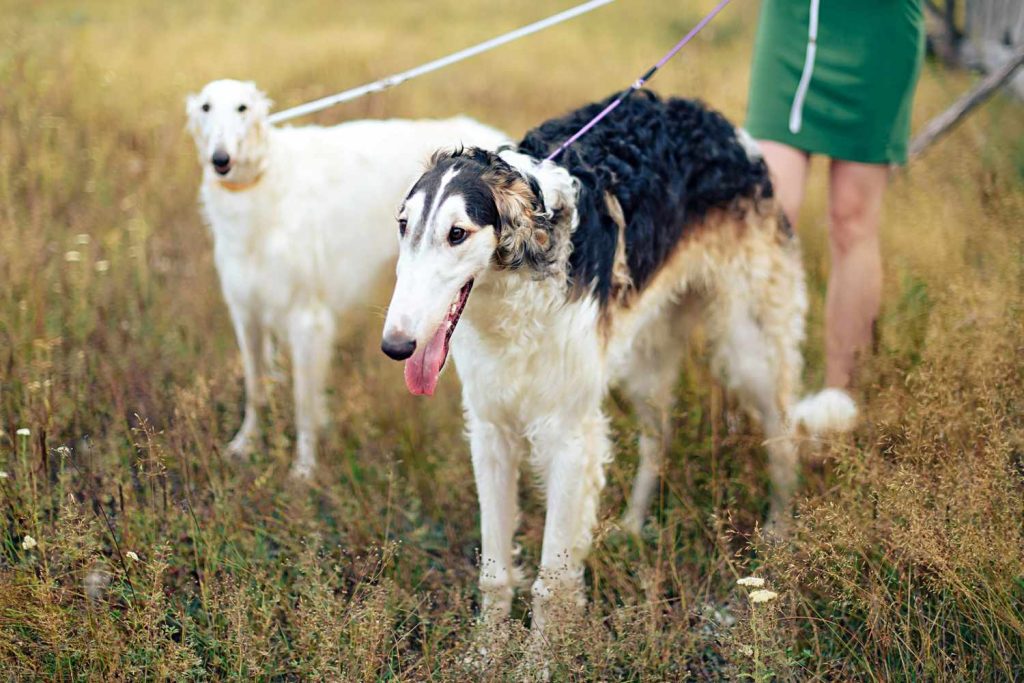 Borzoi Dog Clean air is beneficial for one's health with owner in the morning