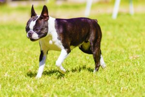 Boston Terrier Dog