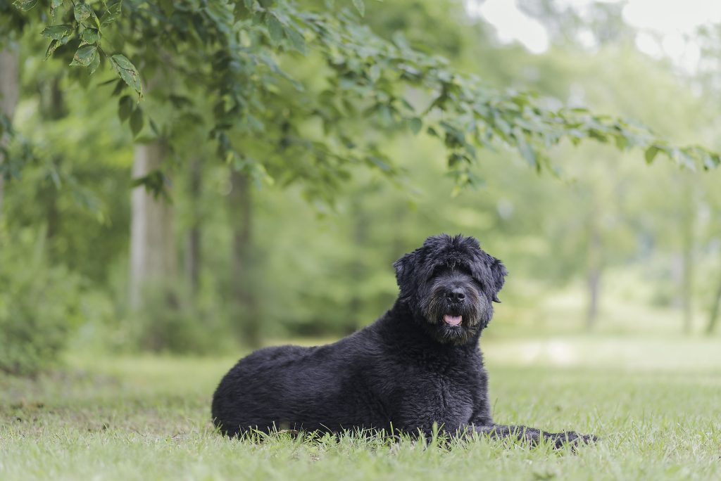 Bouvier des Flandres Dog Clean air is beneficial for one's health