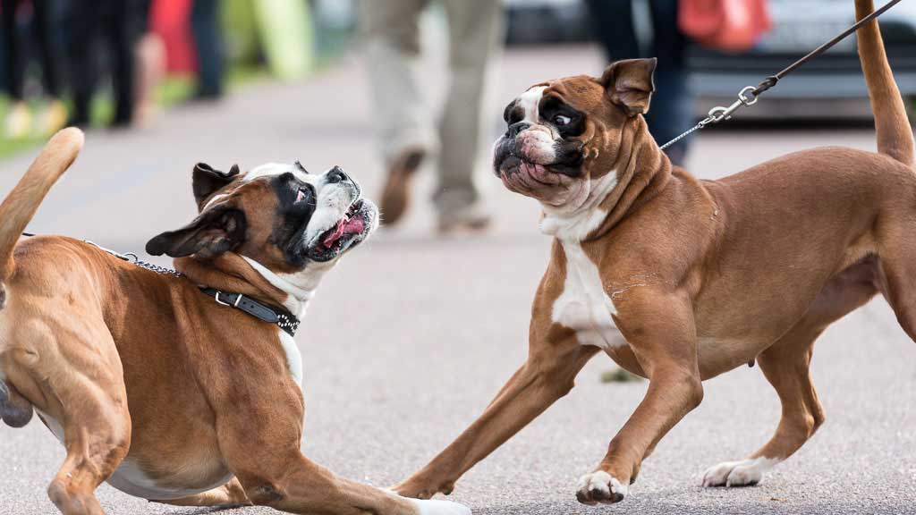 Boxer Dog Breed Information and Pictures - Facts and Personality Traits