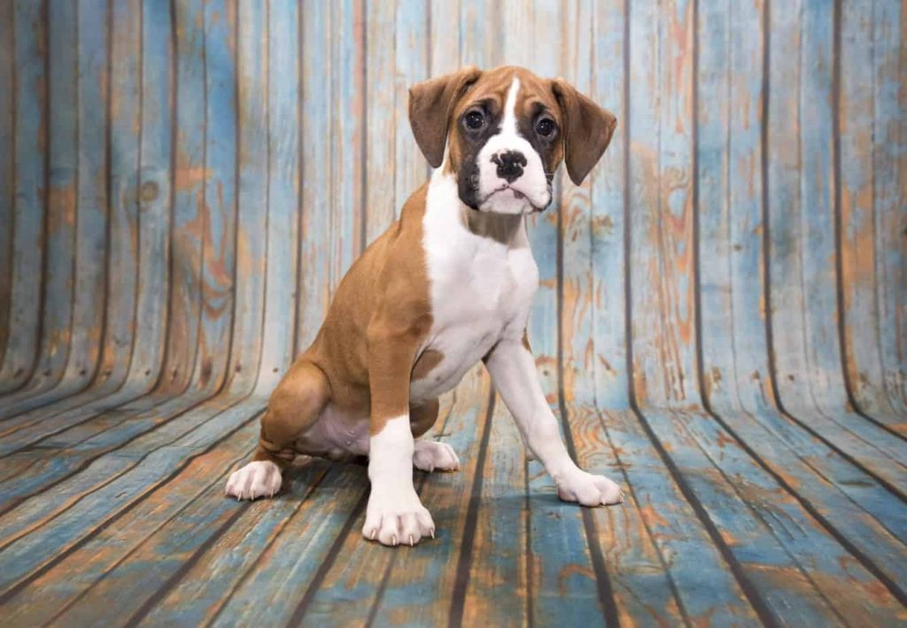 Perfect dog breeds for first-time owners: Boxers, Boston Terriers