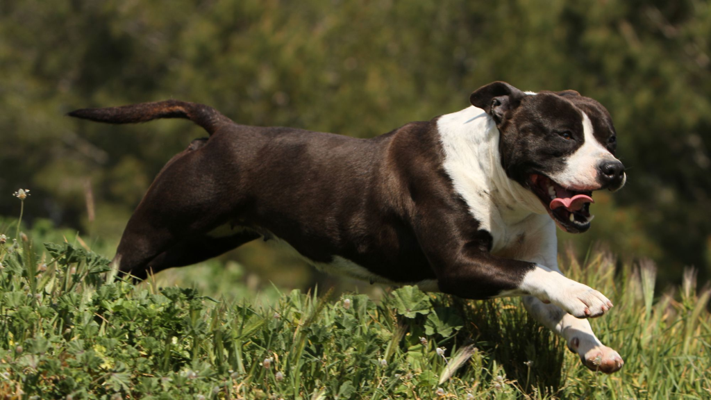 american staffordshire terrier dog running exercise