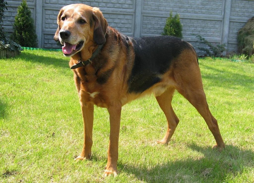 Polish Hound Dog ready for training