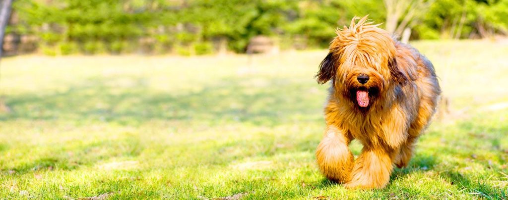Briard Dog Breathing in fresh air contributes to overall well-being