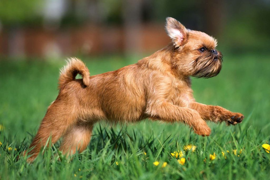 Brussels Griffon Dog running exercise