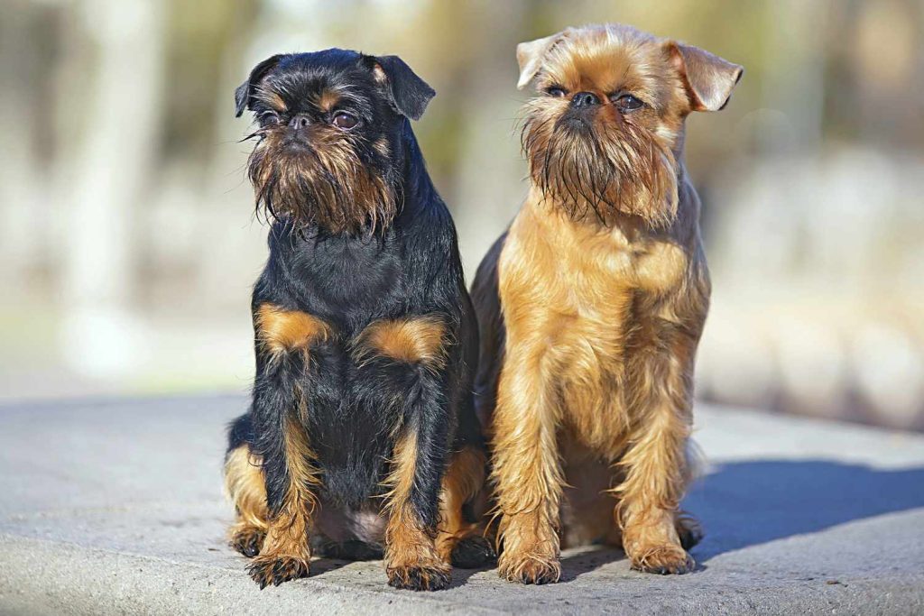 Brussels Griffon Dog two different colours