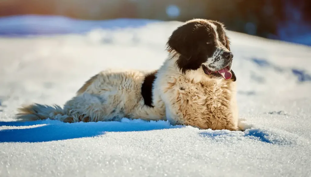Bucovina Shepherd Dog Prepared for exercise on snow