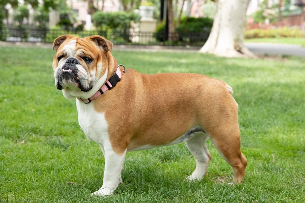 English Bulldog / British Bulldog Dog Complete and admirable physical appearance
