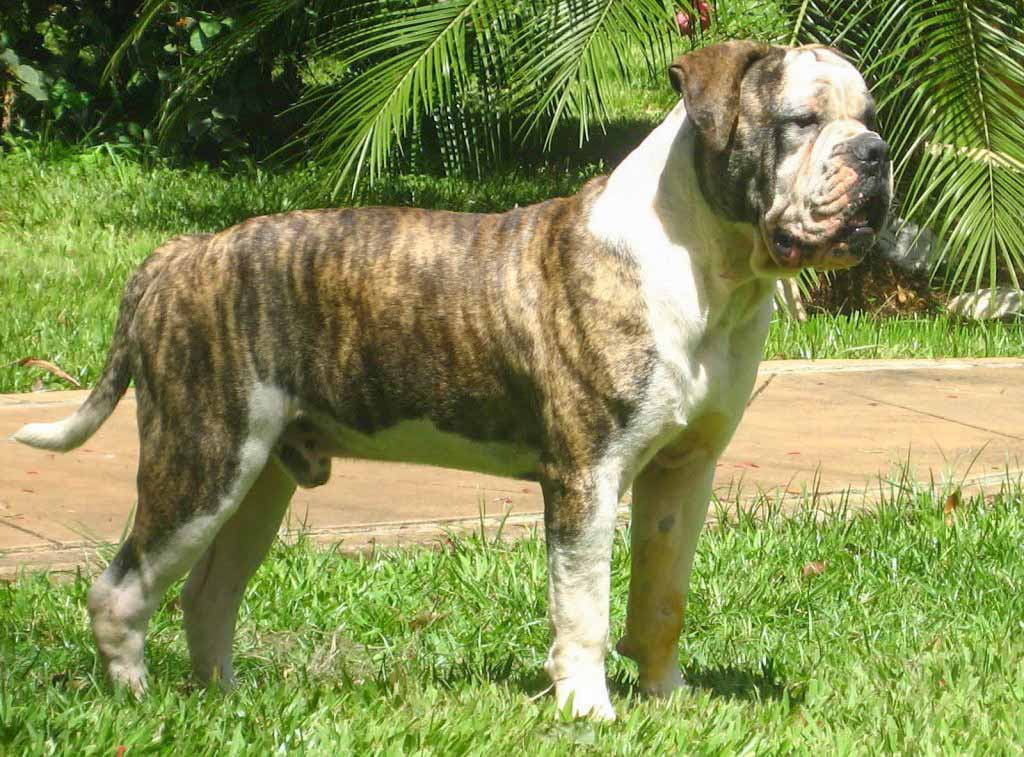 Campeiro Bulldog Dog Breed Information