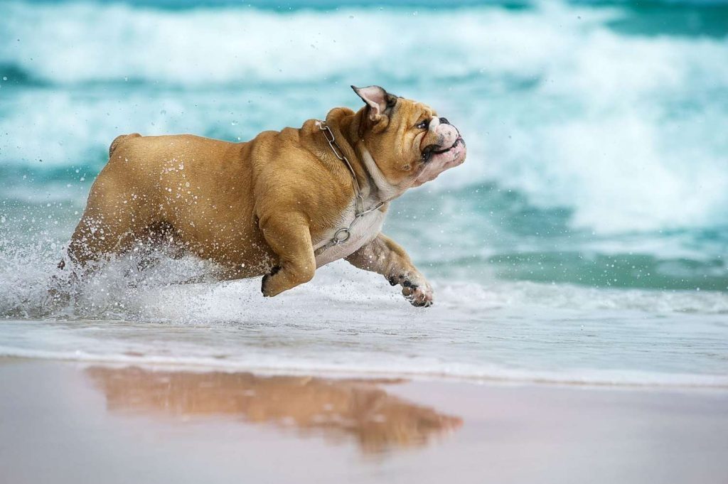 Bulldog Dog running exercise on beach