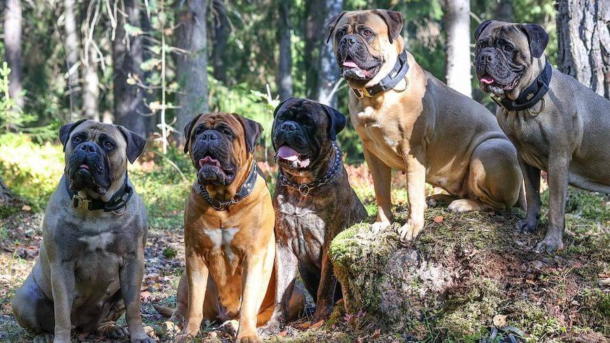 Bullmastiff Complete Breed Guide | Pet Better with Pet Circle