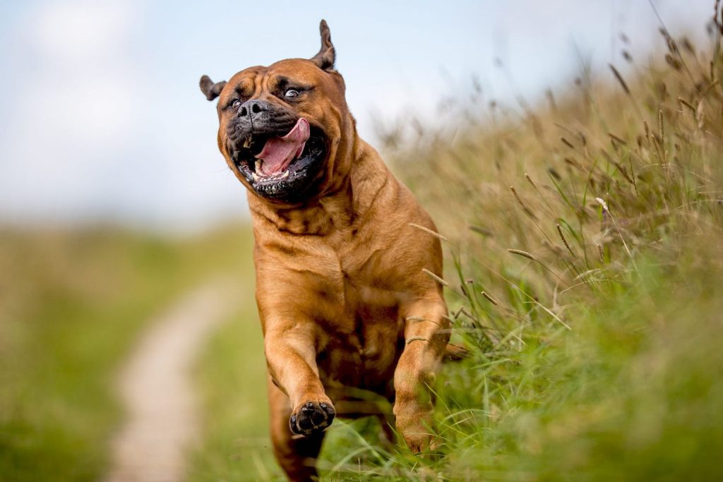 Bull Mastiff Dog running training