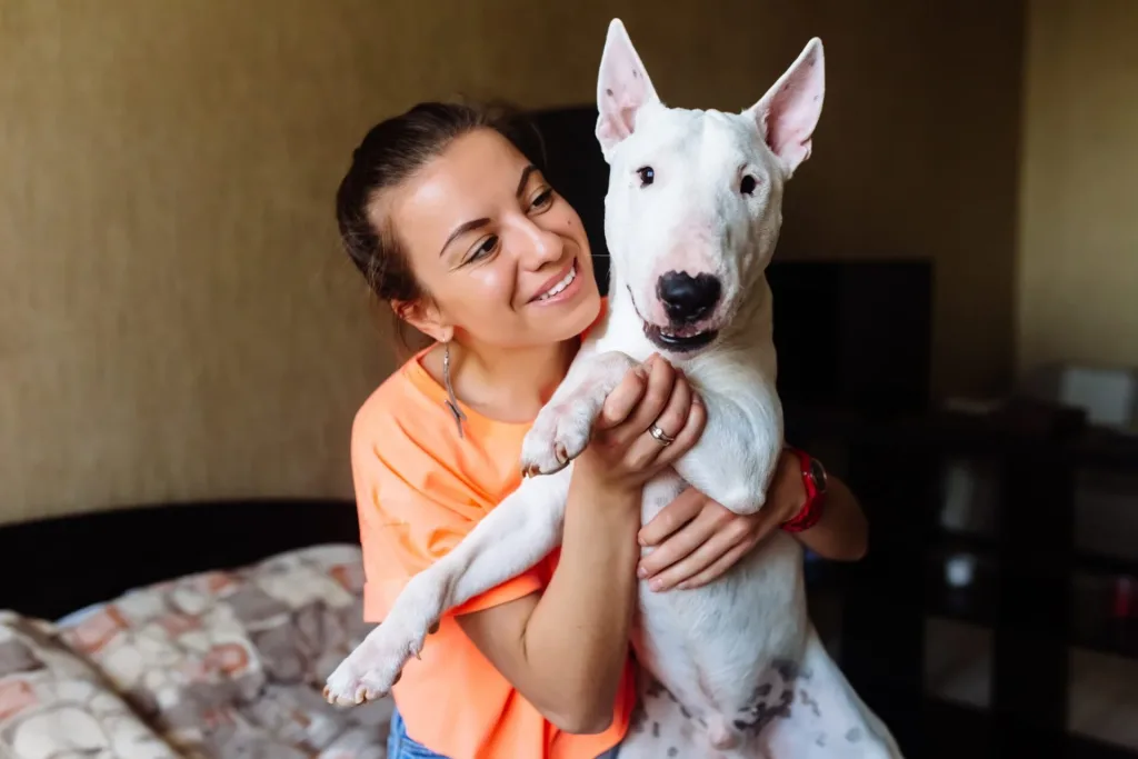 Bull terrier dog happy with family