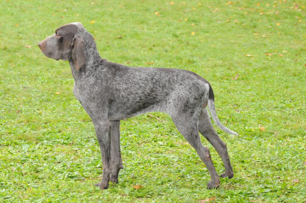 Burgos Pointer Dog Breathing in fresh air contributes to overall well-being