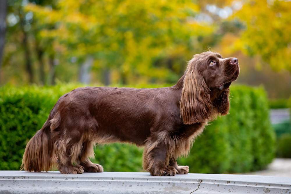 Sussex Spaniel Dog most famous colour 