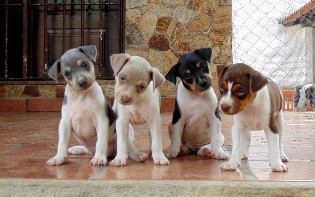 Terrier Brasileiro Dog different colours