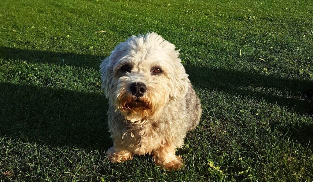 Dandie Dinmont Terrier Dog Approachability with New Faces