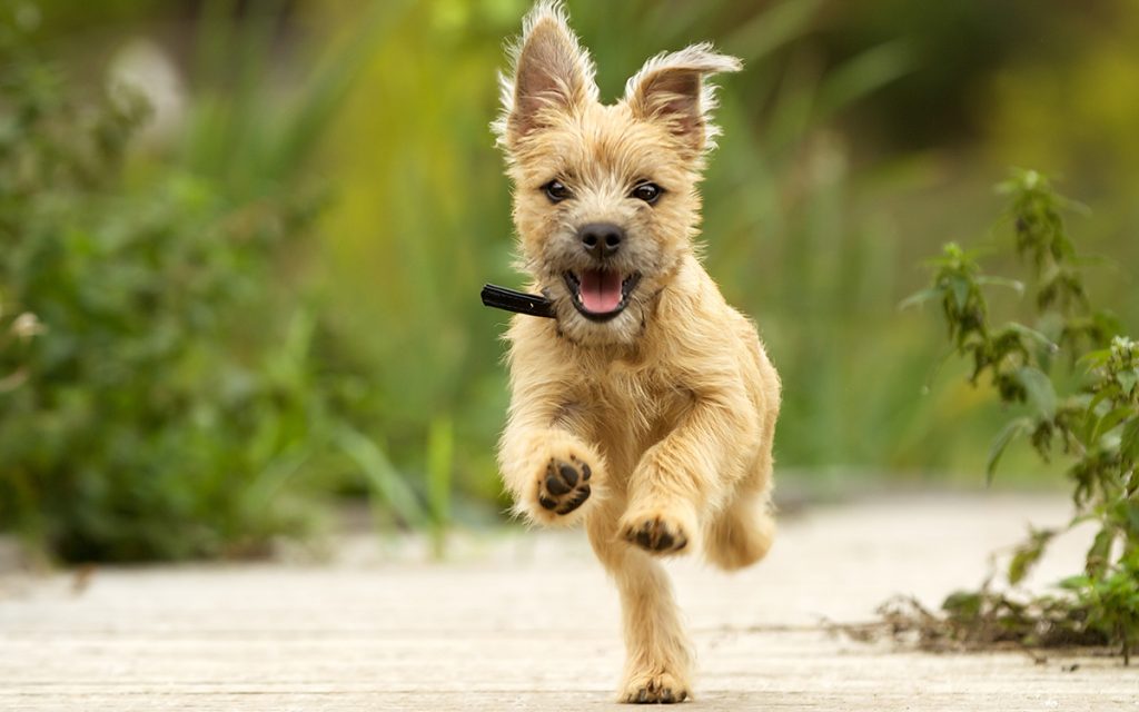 Cairn Terrier Dog running exercise