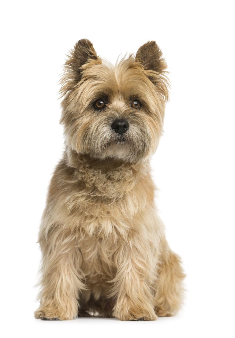 Cairn Terrier Dog Breed Information