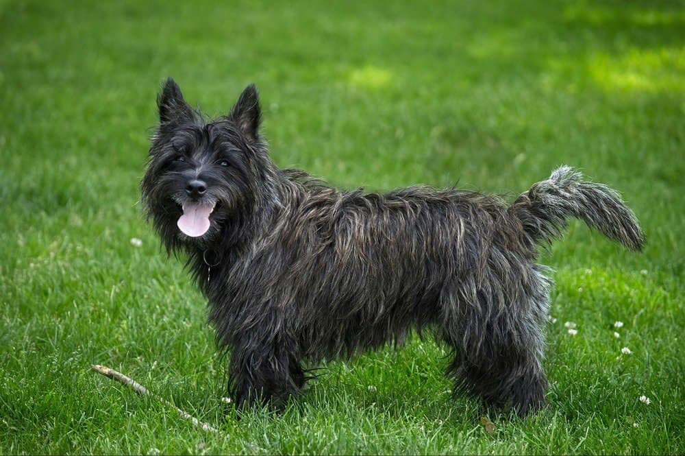 Cairn terrier: Dog breed characteristics & care